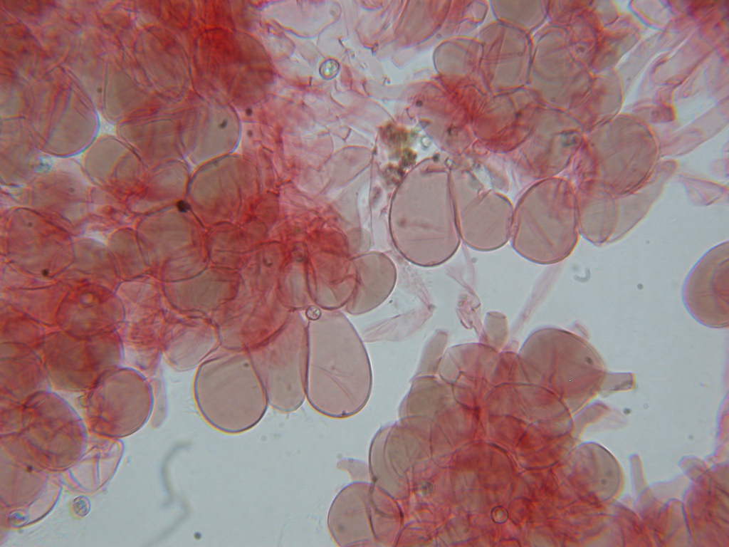 Oggi N�4... 12 Giugno 2010